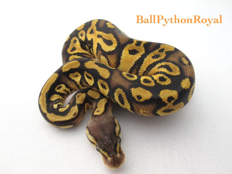 black pastel bongo ball python by freedom breeder -... Pastel Bongo | World of Ball Pythons
