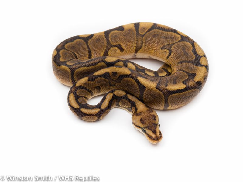 Spider Raven | World of Ball Pythons