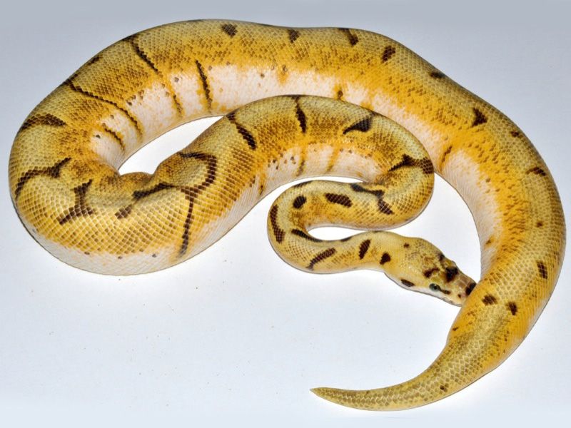 Bumble Bee Super Enchi | World of Ball Pythons