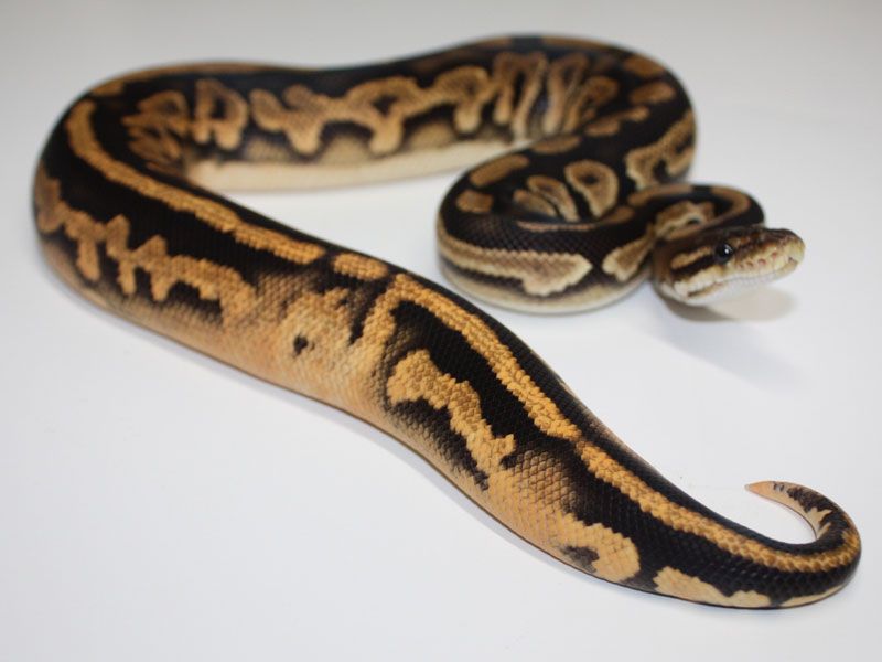 Black Nightmare | World of Ball Pythons