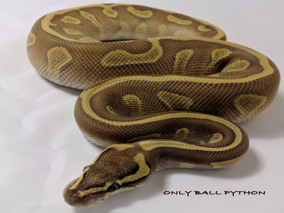 Butter Enchi Leopard | World of Ball Pythons