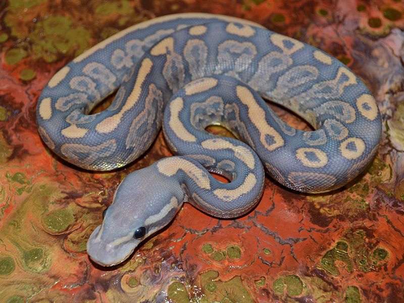 Firefly Cinnamon Ball Python Cinnamon Fire Ghost | World of Ball Pythons
