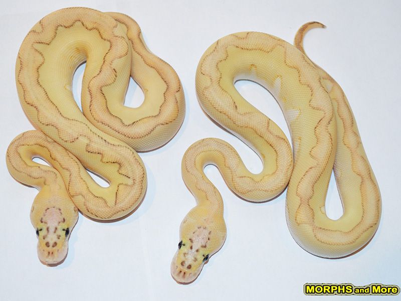 Butter Clown Enchi Pastel | World of Ball Pythons