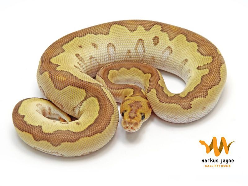 Butter Blade Clown | World of Ball Pythons
