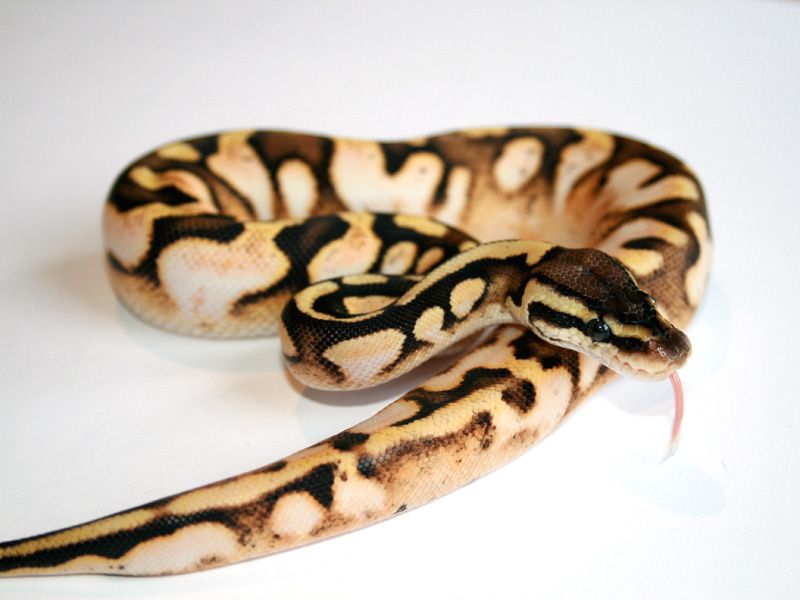 Sugar Lemon | World of Ball Pythons
