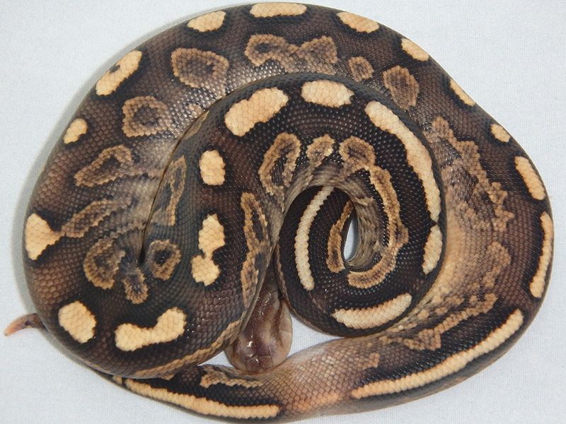 Cinnamon Special Yellow Belly | World of Ball Pythons