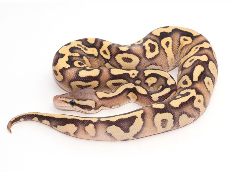 mojave dbl het dreamsicle ball python by fire ball... Firefly Mojave | World of Ball Pythons