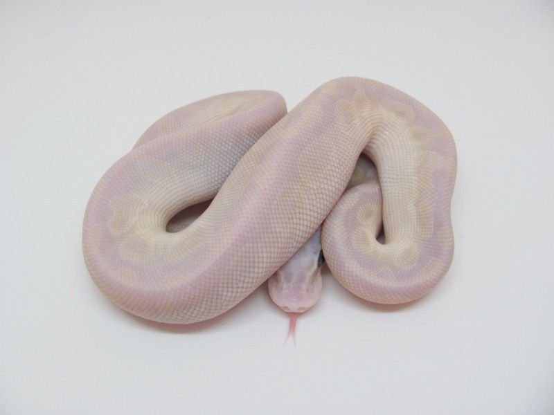 Crystal Super Pastel | World of Ball Pythons