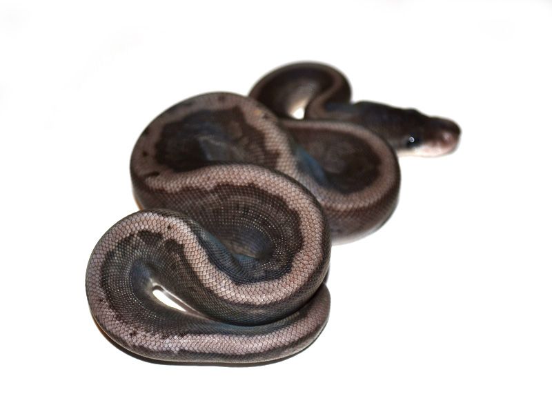 Silver Web | World of Ball Pythons