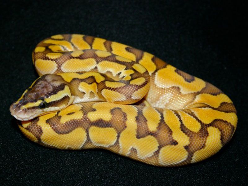 Butter Enchi Pastel | World of Ball Pythons
