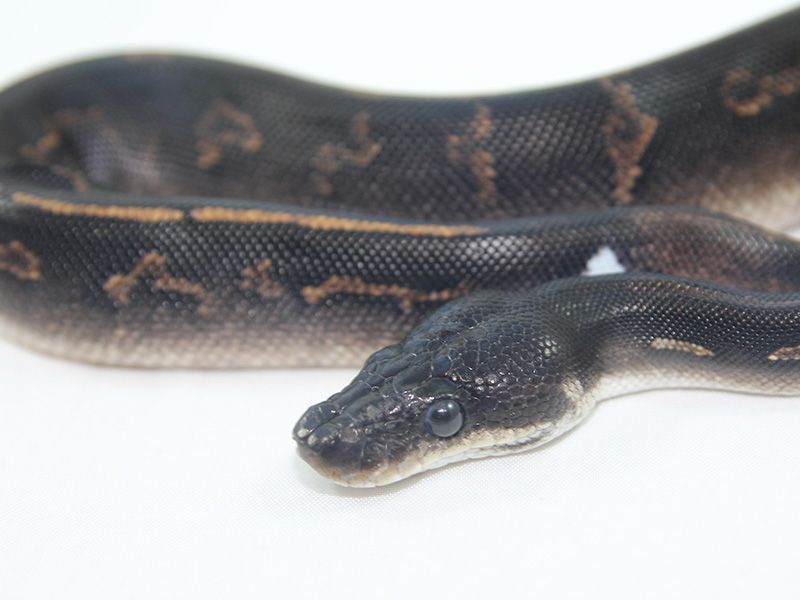 Black Head Cinnamon Yellow Belly | World of Ball Pythons