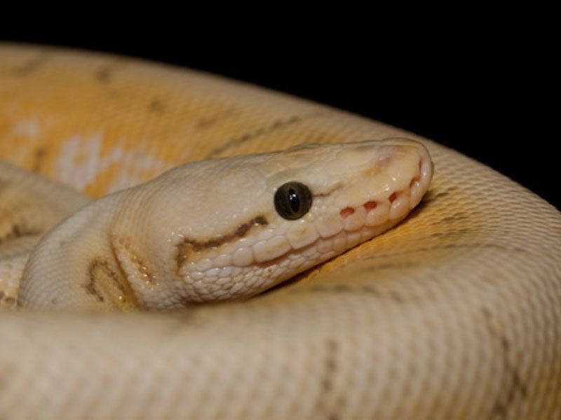 Killer Spinner | World of Ball Pythons