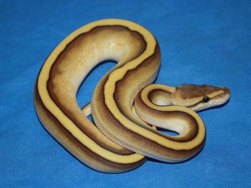 Genetic Stripe Lesser | World of Ball Pythons