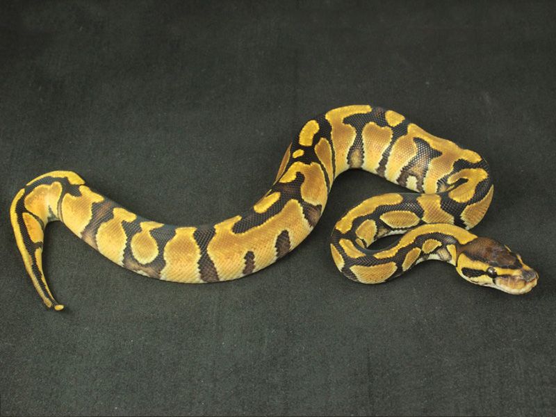 Enchi Turbo | World of Ball Pythons