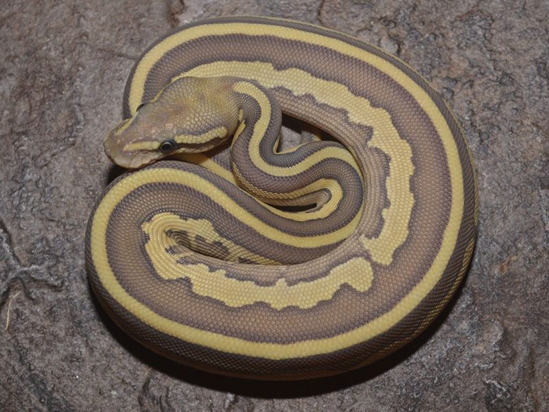 Ghost Leopard Lesser | World of Ball Pythons