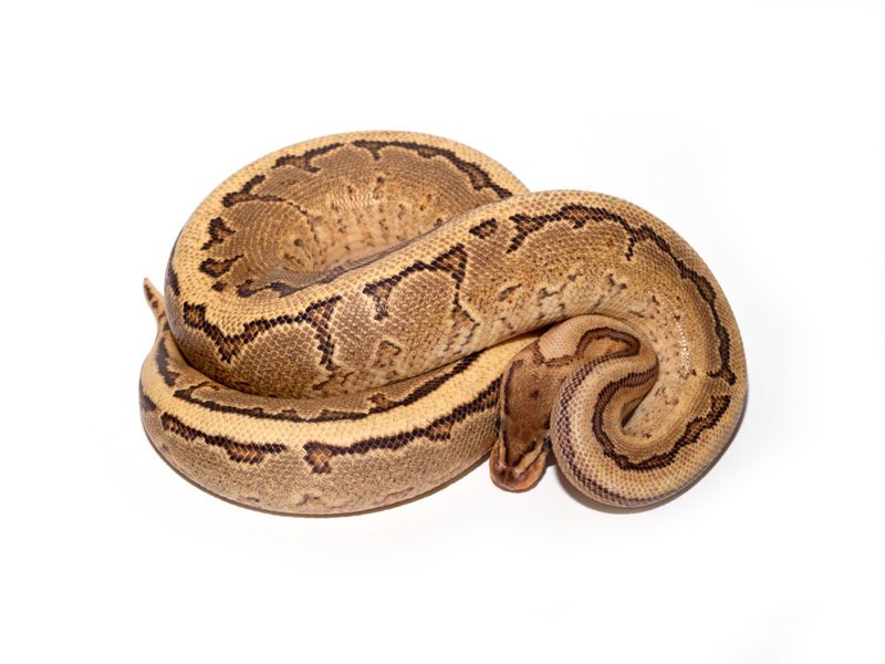 Fierce Yellow Python Fire Pinstripe Yellow Belly | World of Ball Pythons