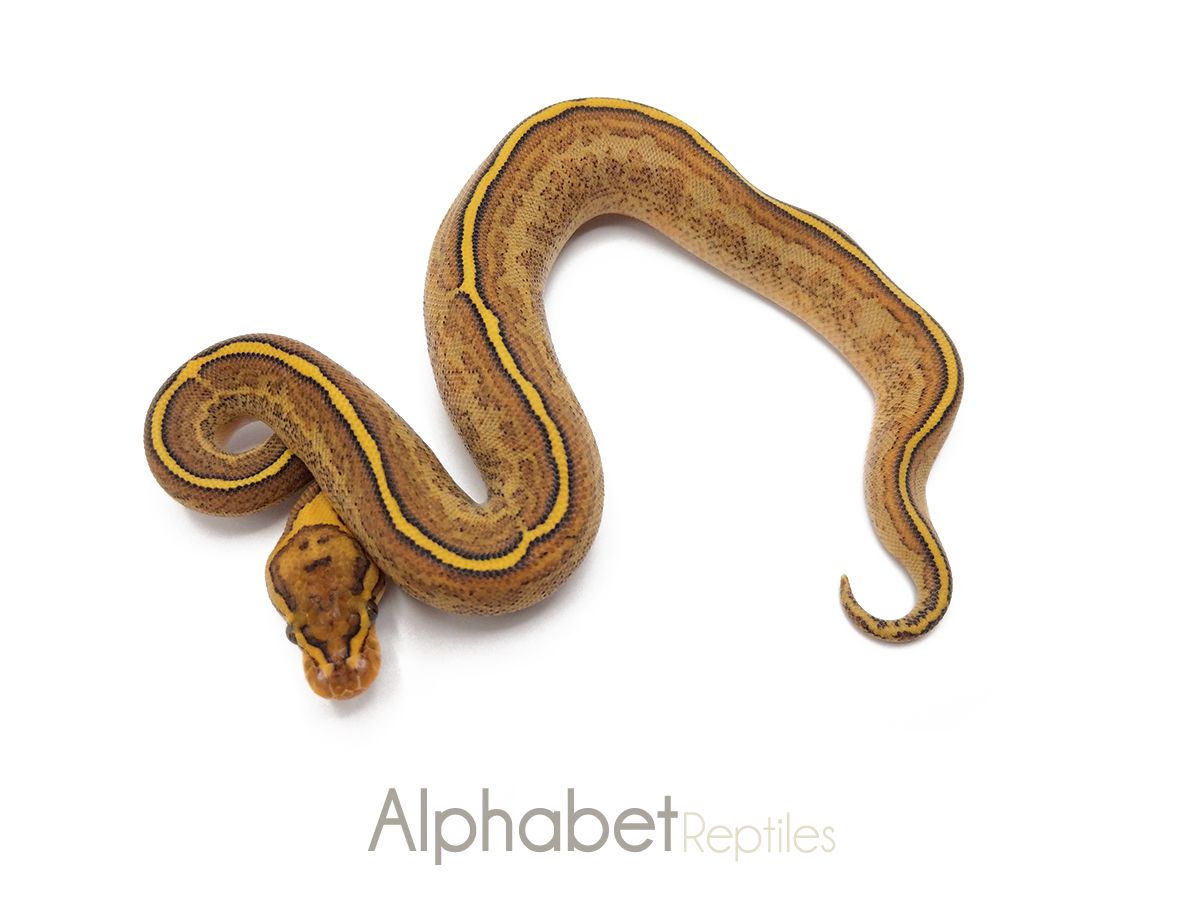 lesser poss yellow belly asphalt female ball python by... Asphalt Pinstripe Yellow Belly | World of Ball Pythons