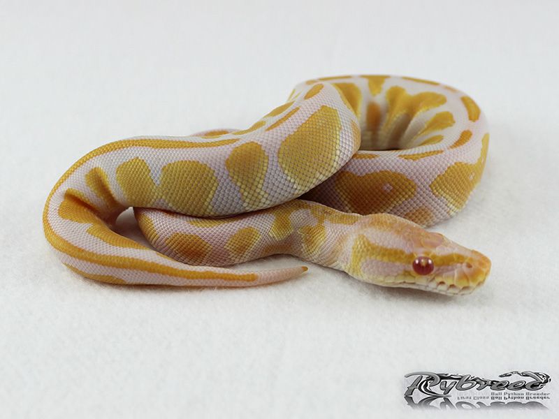 Albino Black Head | World of Ball Pythons