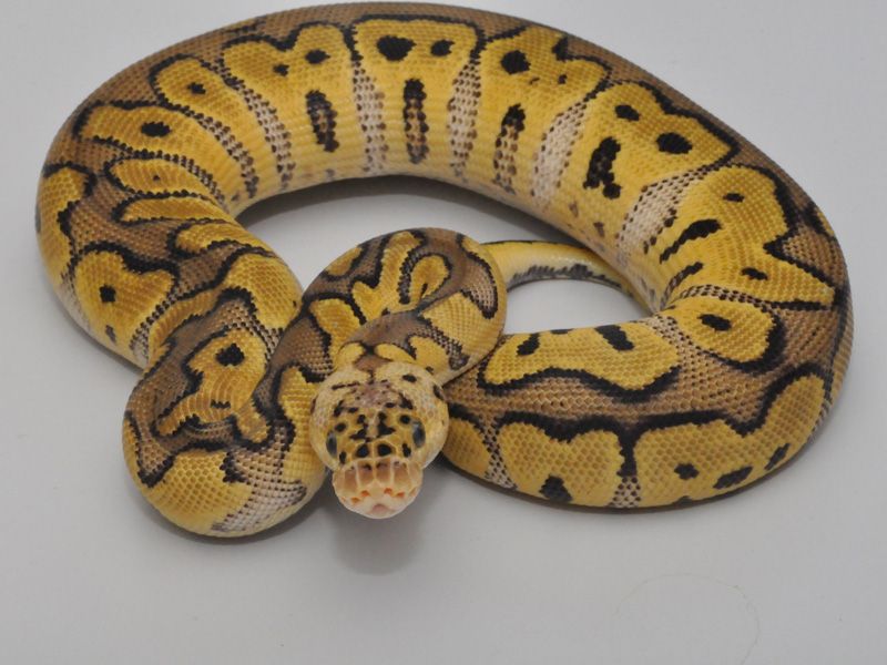 Clown Pastel | World of Ball Pythons