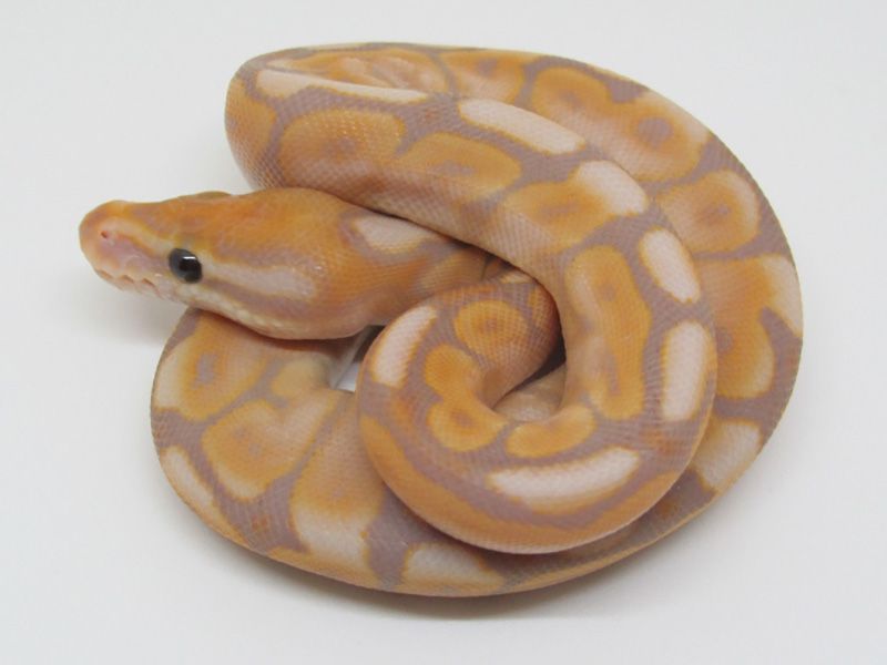 Banana Cinnamon Mojave Spider | World of Ball Pythons