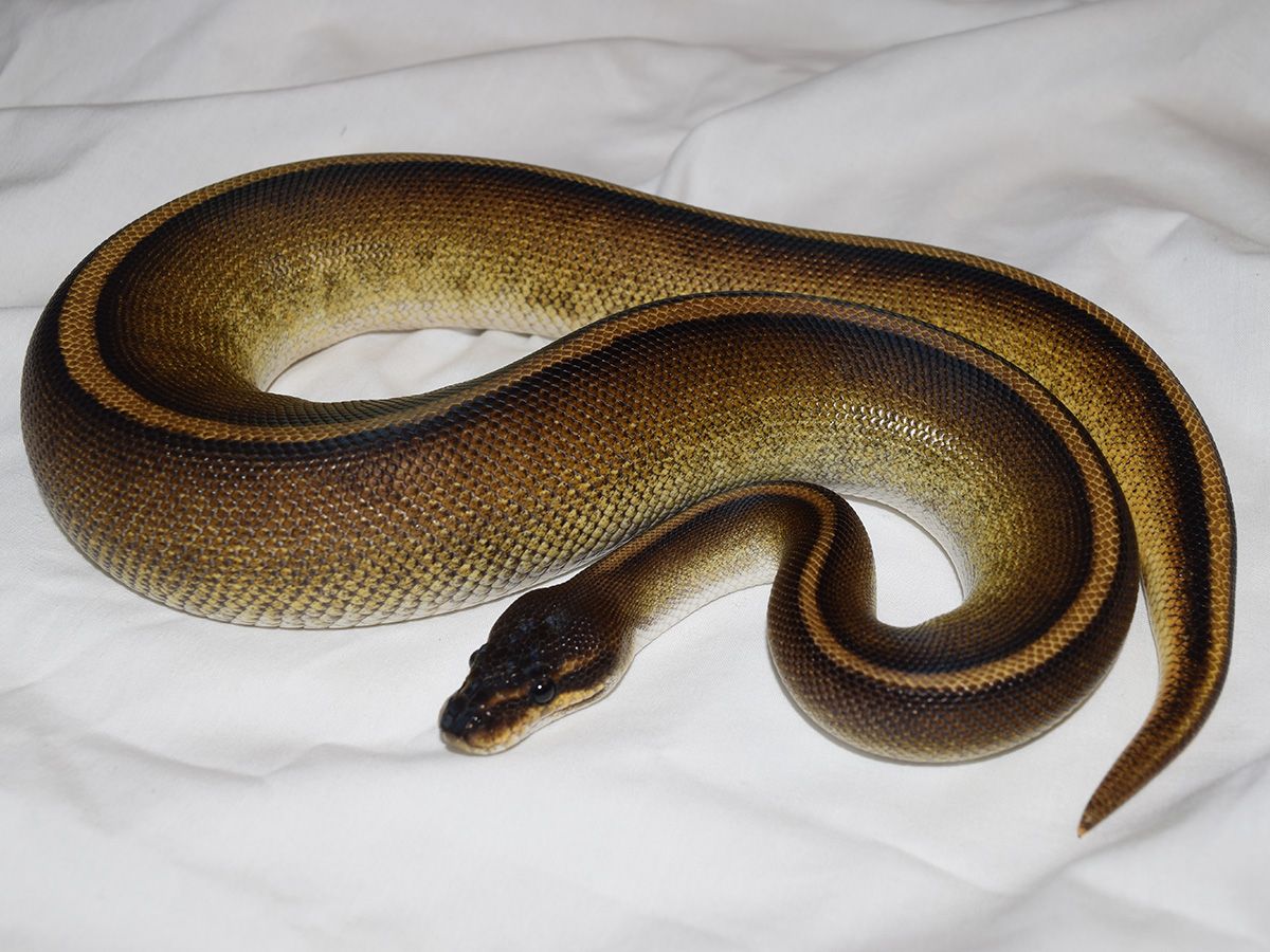 Black Head Genetic Stripe | World of Ball Pythons