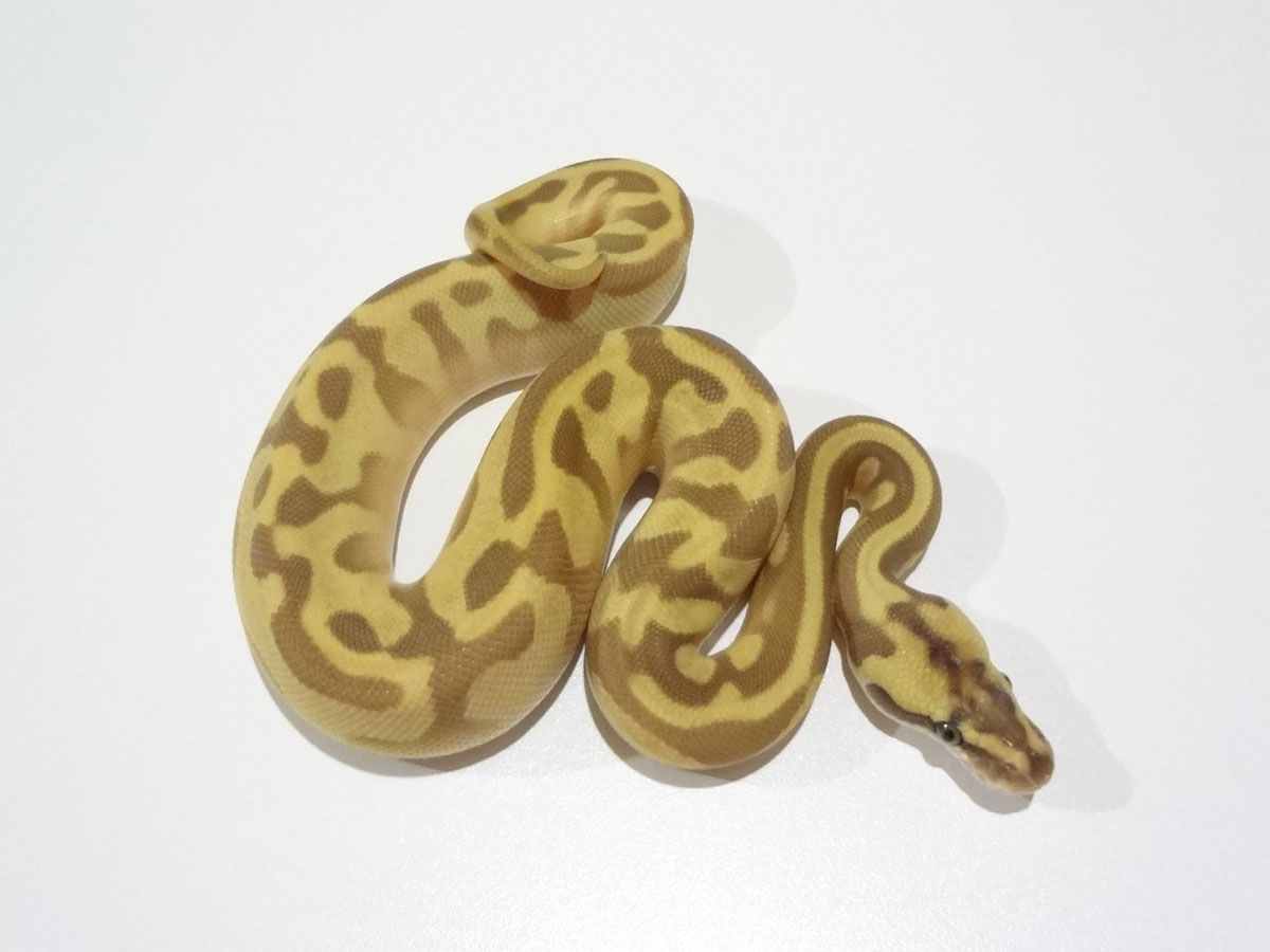Butter Leopard Pastel Super Enchi | World of Ball Pythons