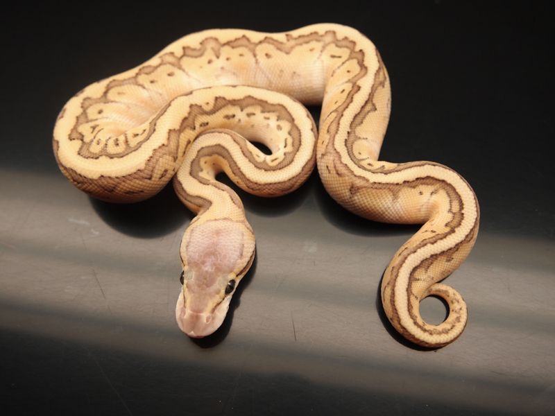 Kingpin Royal Python Kingpin Pastel | World of Ball Pythons