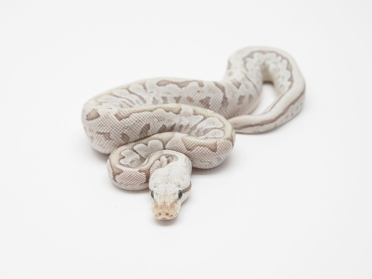 Bamboo Leopard Pastel Vanilla | World of Ball Pythons