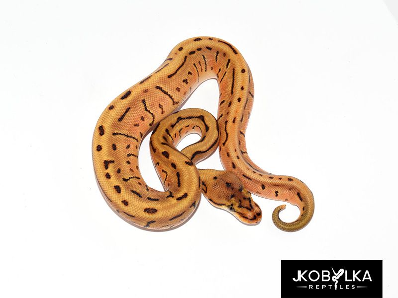 Enchi Leopard Pinstripe Spotnose | World of Ball Pythons