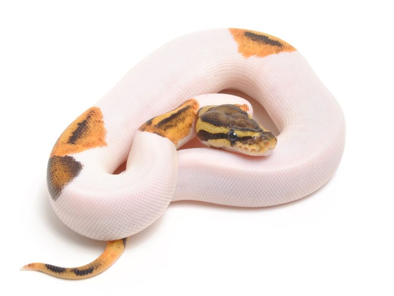 Fire Pied | World of Ball Pythons