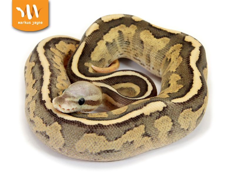 Vanilla Cinnamon Fire | World of Ball Pythons