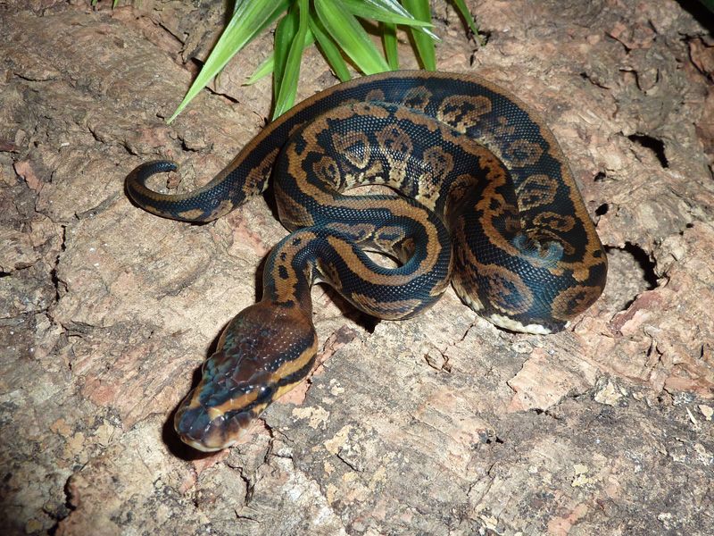 Kosmos | World of Ball Pythons