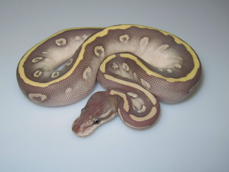 Super Phantom | World of Ball Pythons