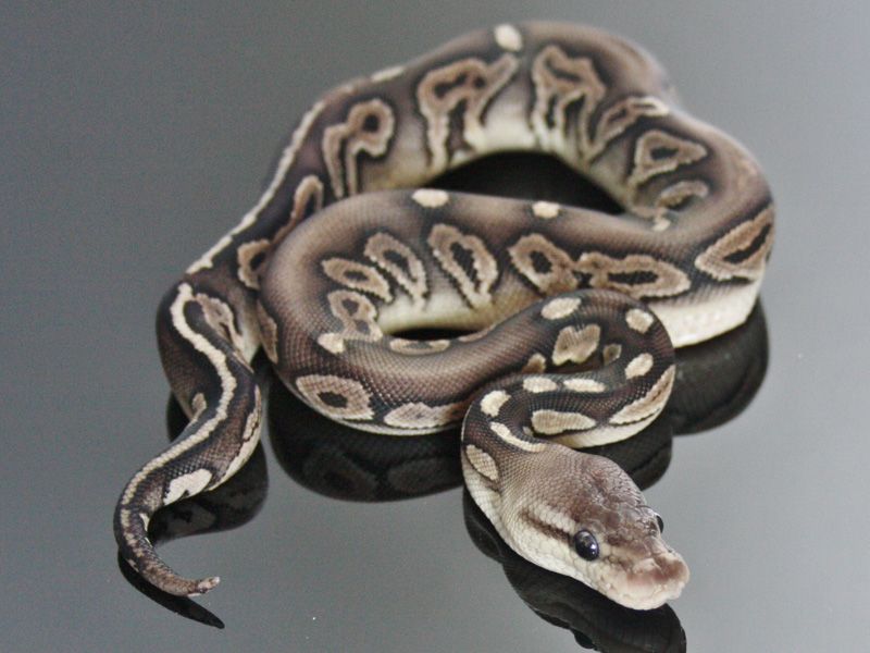 Choco Pewter | World of Ball Pythons