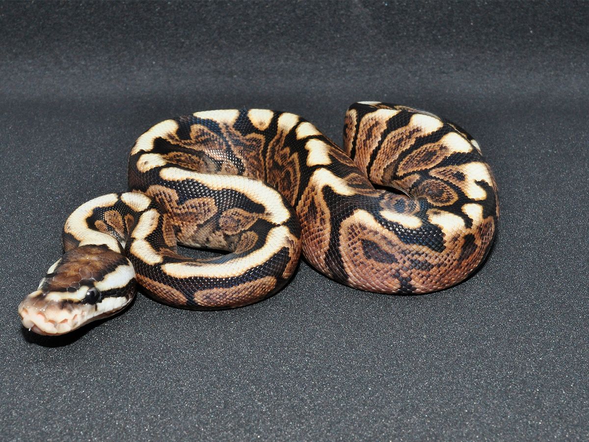 Spider Mutation Royal Python Black Pastel Ghi Spider | World of Ball Pythons