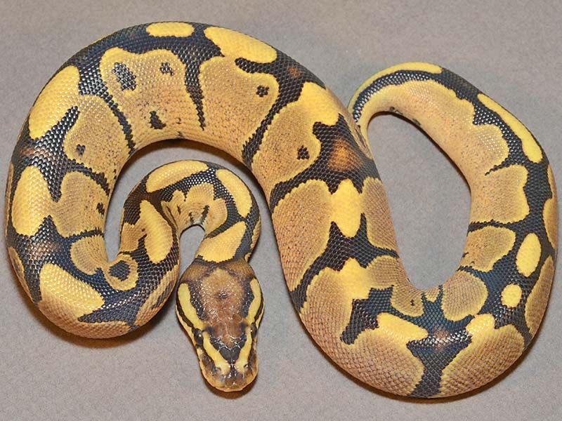Sauce | World of Ball Pythons