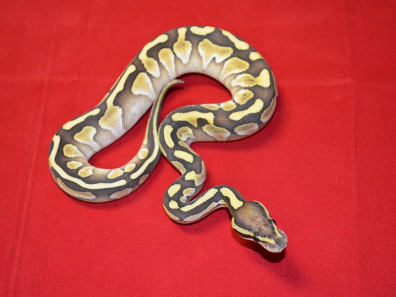 Congo Lesser | World of Ball Pythons