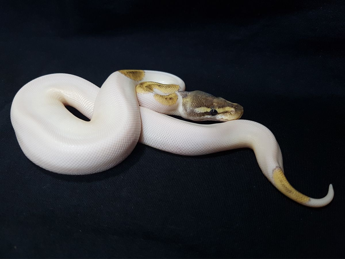 Fire Mojave Piebald | World of Ball Pythons