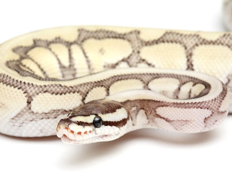 Spider Mutation Royal Python Spider Super Phantom | World of Ball Pythons