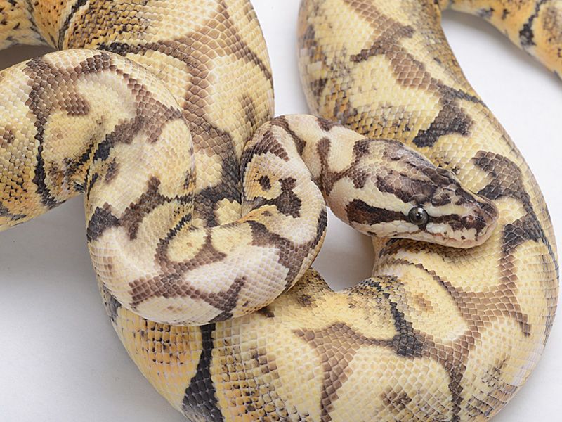 Atomic Queen Bee | World of Ball Pythons