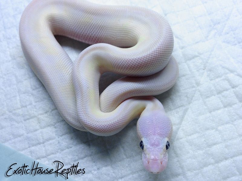 Butter Enchi Mojave | World of Ball Pythons
