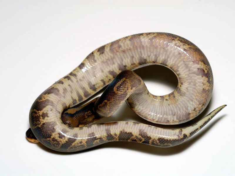 Sub Saharen Ball Python Super Sable | World of Ball Pythons