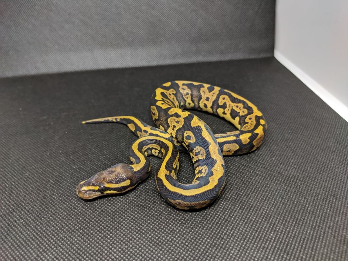 Acid Fire Phantom | World of Ball Pythons