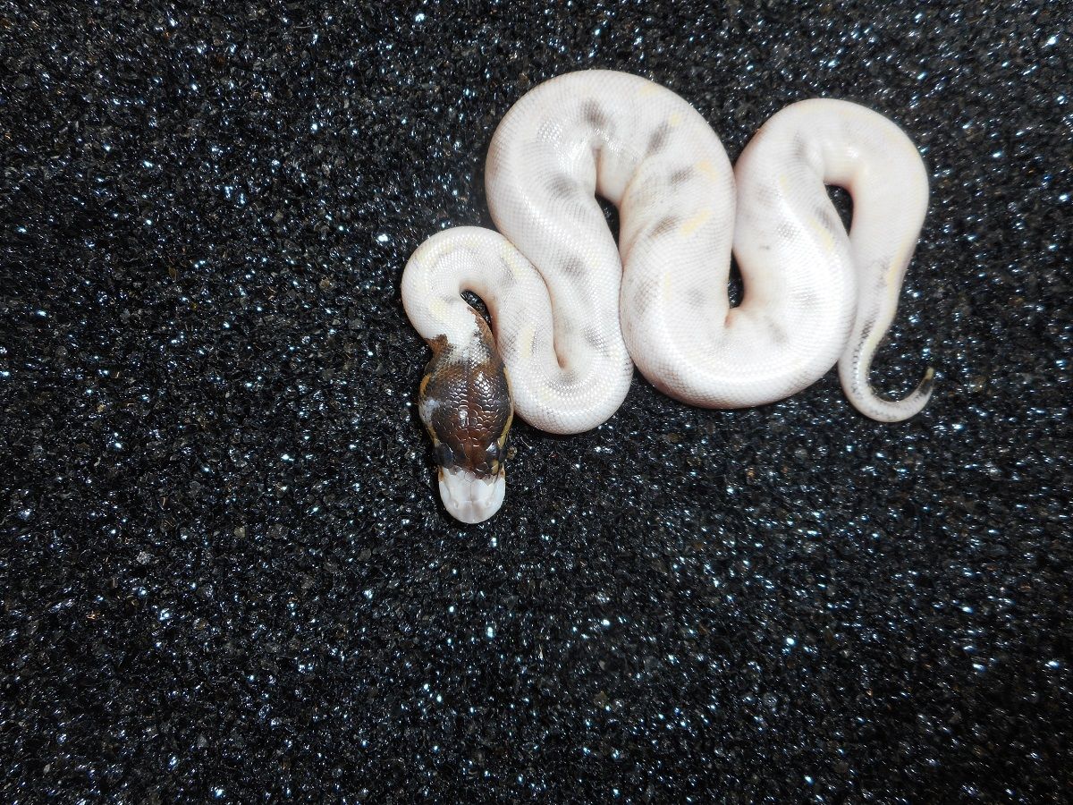 Blonde Pastel Champagne Whitewash | World of Ball Pythons