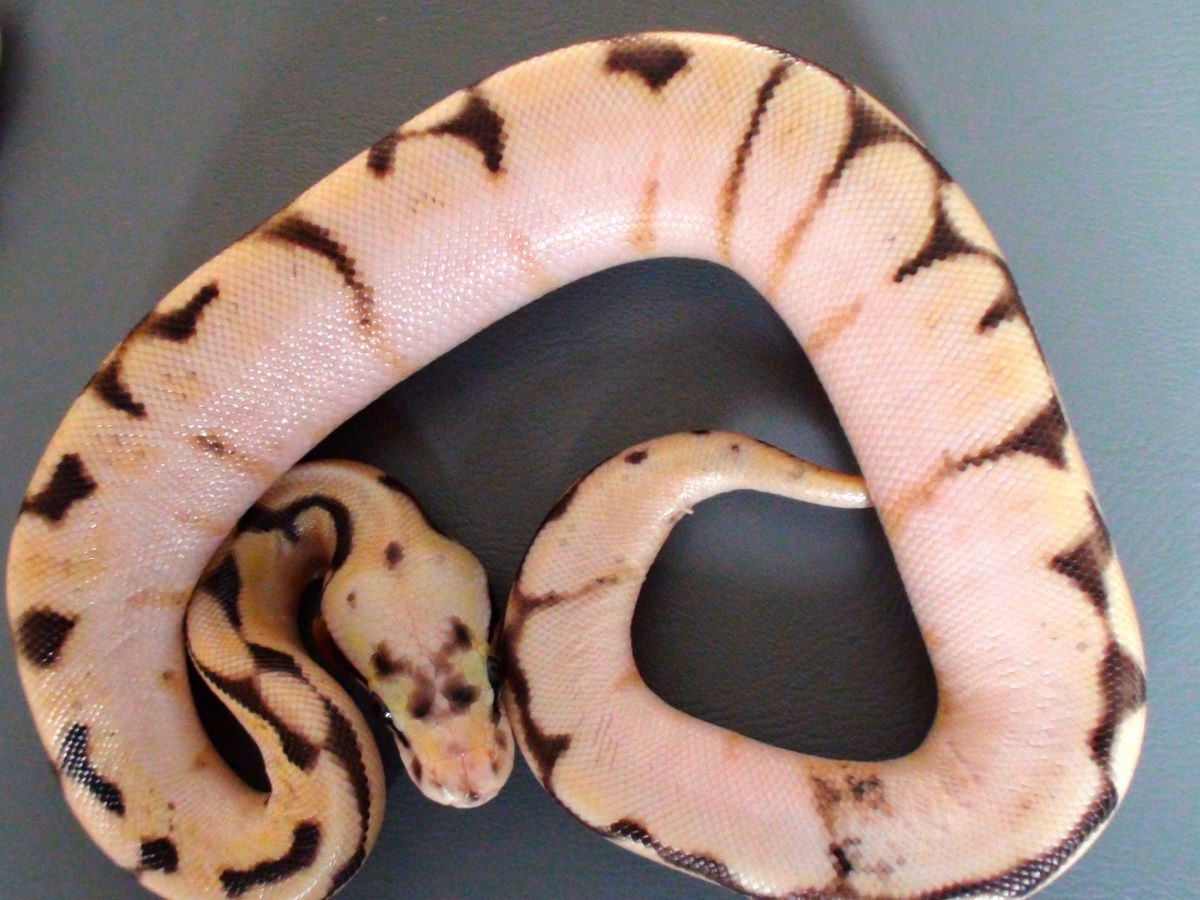 Pastel Calico Spider Ball Python Calico Enchi Pastel Spider | World of Ball Pythons