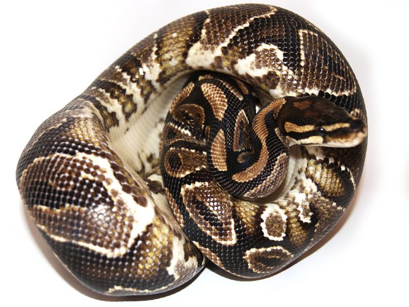 Ball Python Pee Rocks Gravel | World of Ball Pythons