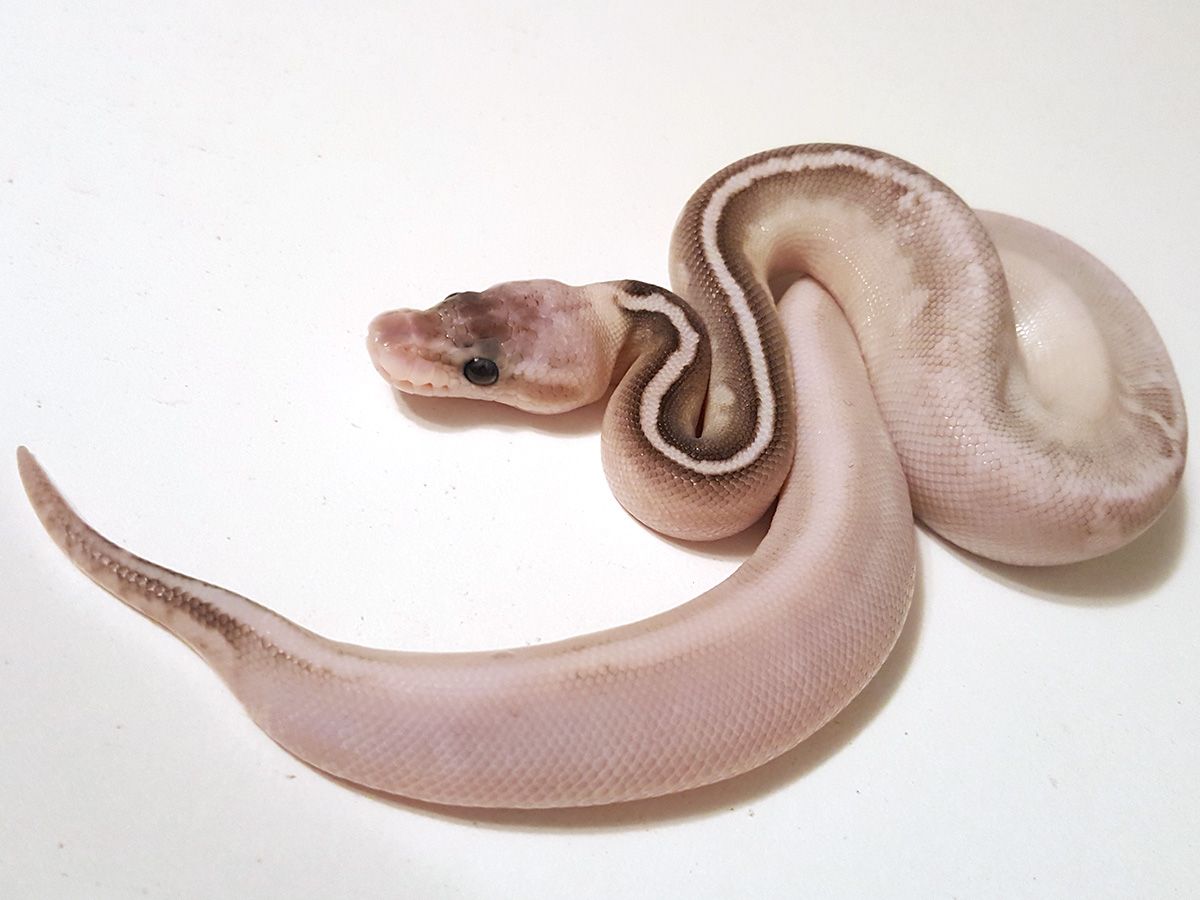 Butter Calico Cinnamon Pastel | World of Ball Pythons
