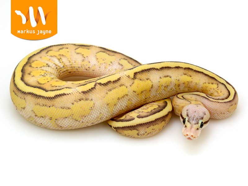 Ghost Pastel Specter Yellow Belly | World of Ball Pythons