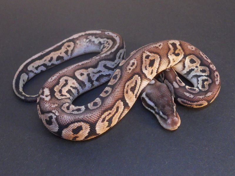 Black Pewter Whiteout | World of Ball Pythons