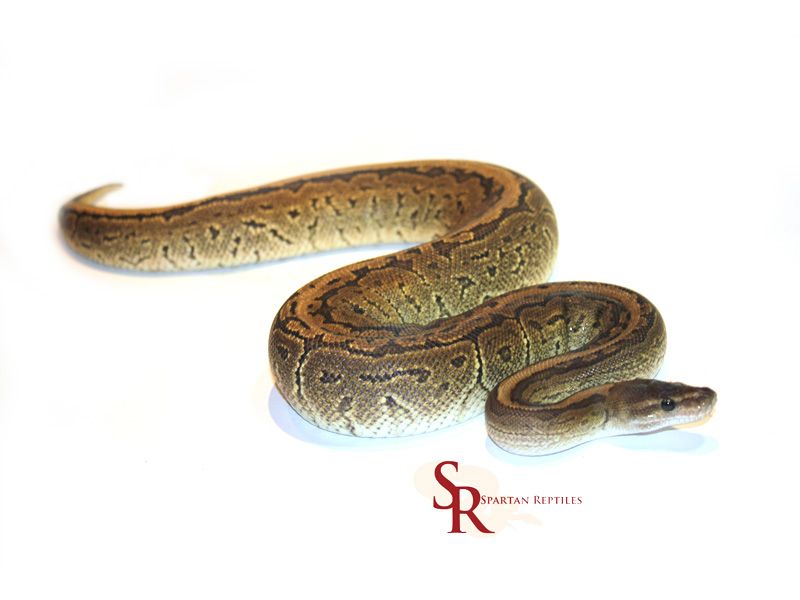 Cinnamon Pinstripe | World of Ball Pythons
